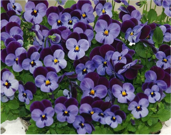 Viola cornuta "Butterfly Purple Blue"