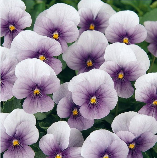 Viola cornuta "Butterfly Lavender"