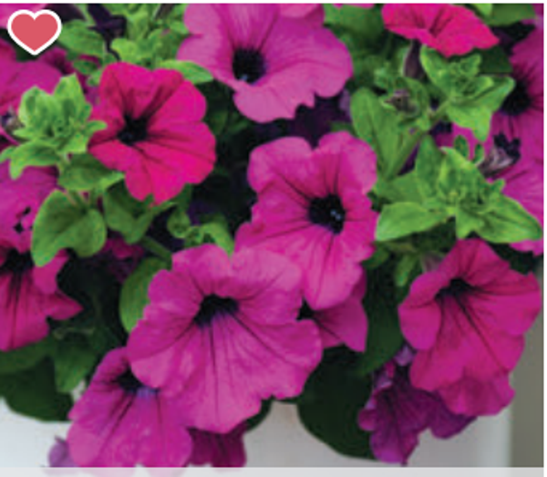 Petunia "Surfinia Purple"
