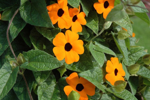 Thunbergia Sunny Susy "Red Orange"