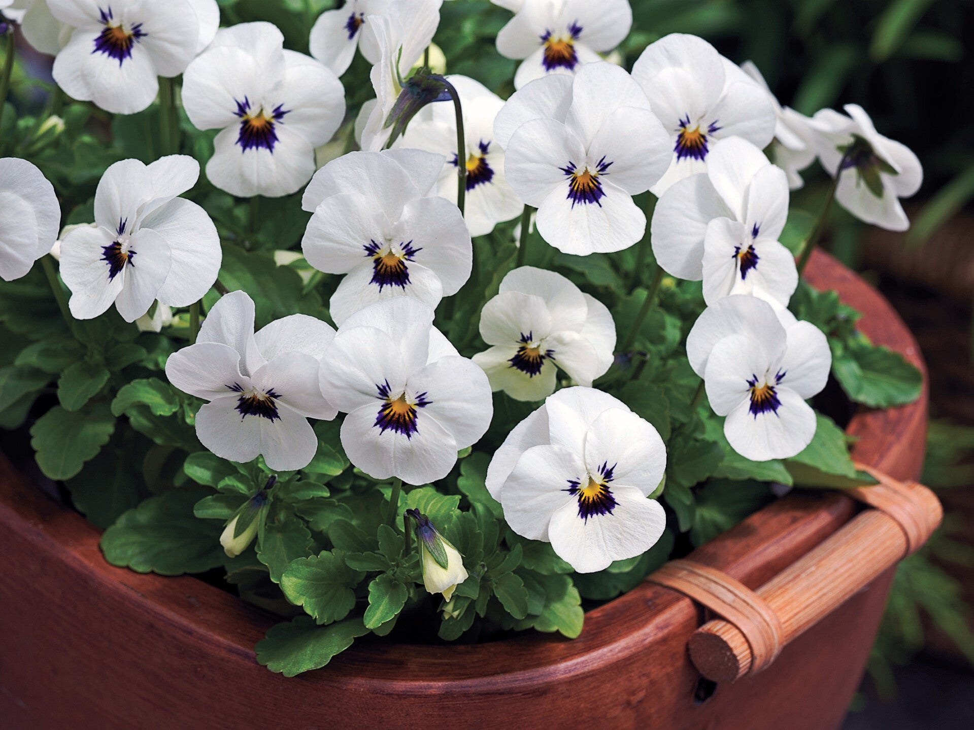 Viola cornuta "Butterfly White Blotch"