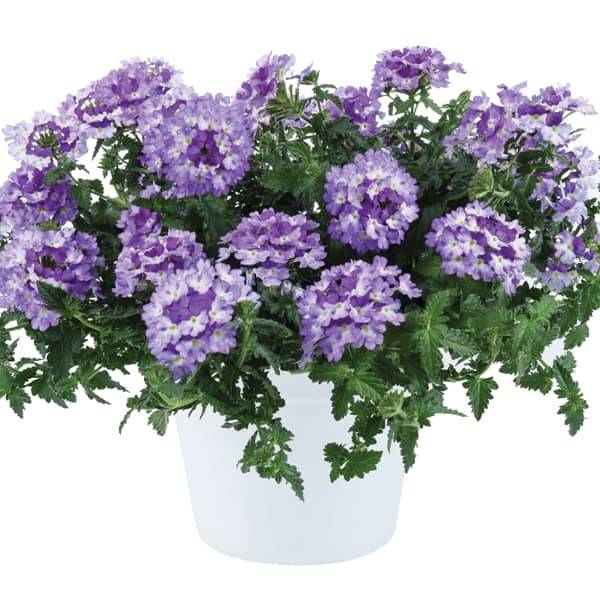 Verbena hybrida Virgo Bicolour Indigo