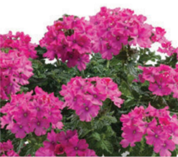 Verbena virgo "Compact Deep Pink"