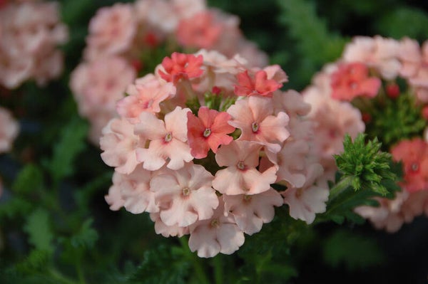 Verbena vepita 'Peach'