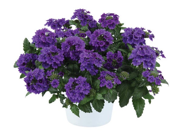 Verbena virgo "Purple Blue"