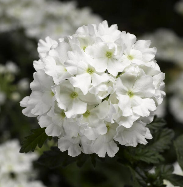 Verbena virgo "White"