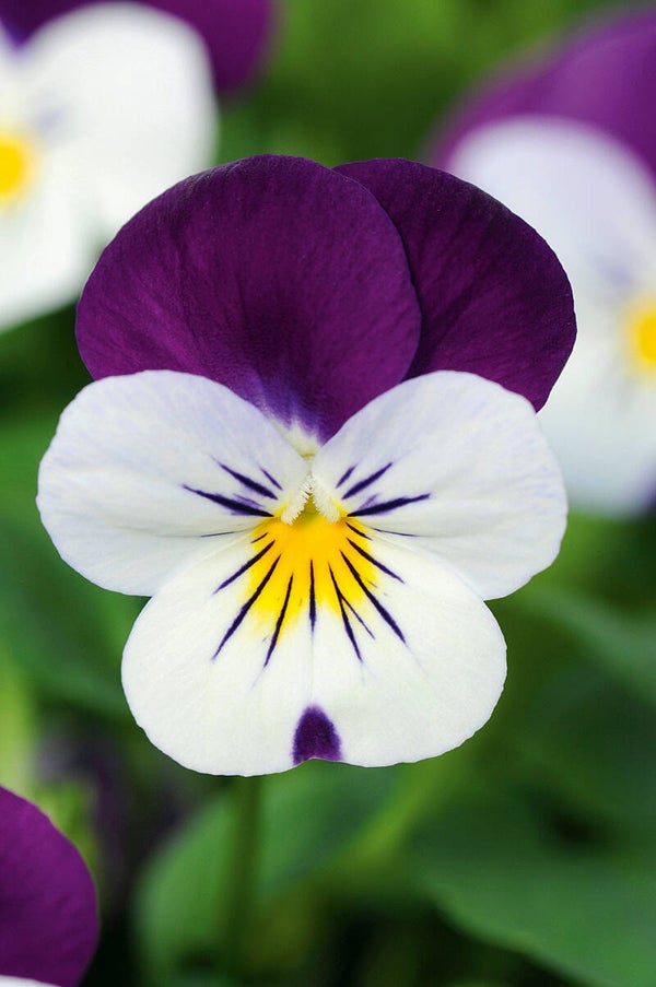 Viola cornuta "Butterfly Purple Harlequin""