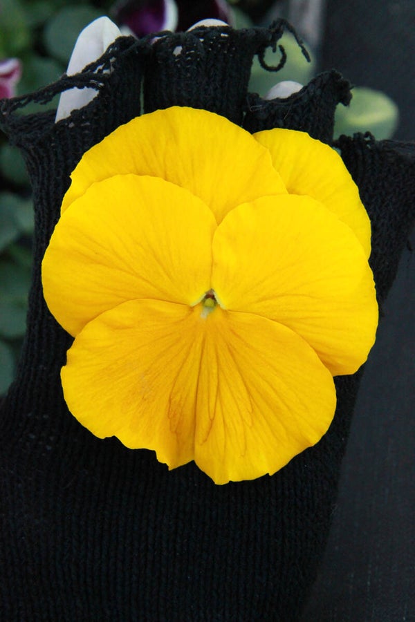 Viola wittrockiana "Rose Blotch"