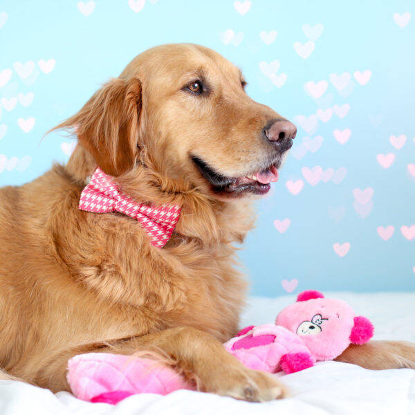 Hondenspeeltje Jigglerz – Pink Bear