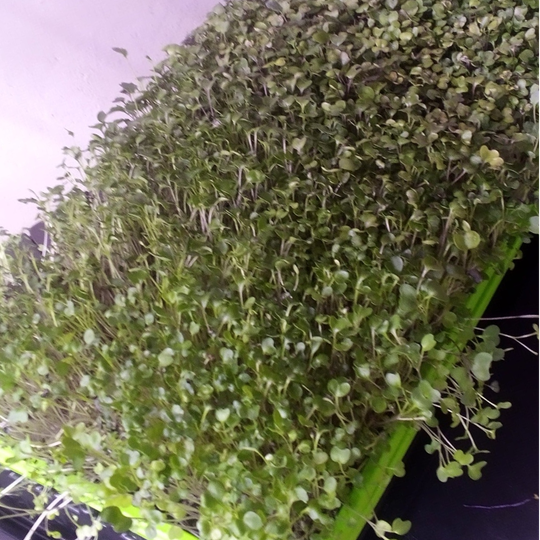 Spicy Salad Mix
