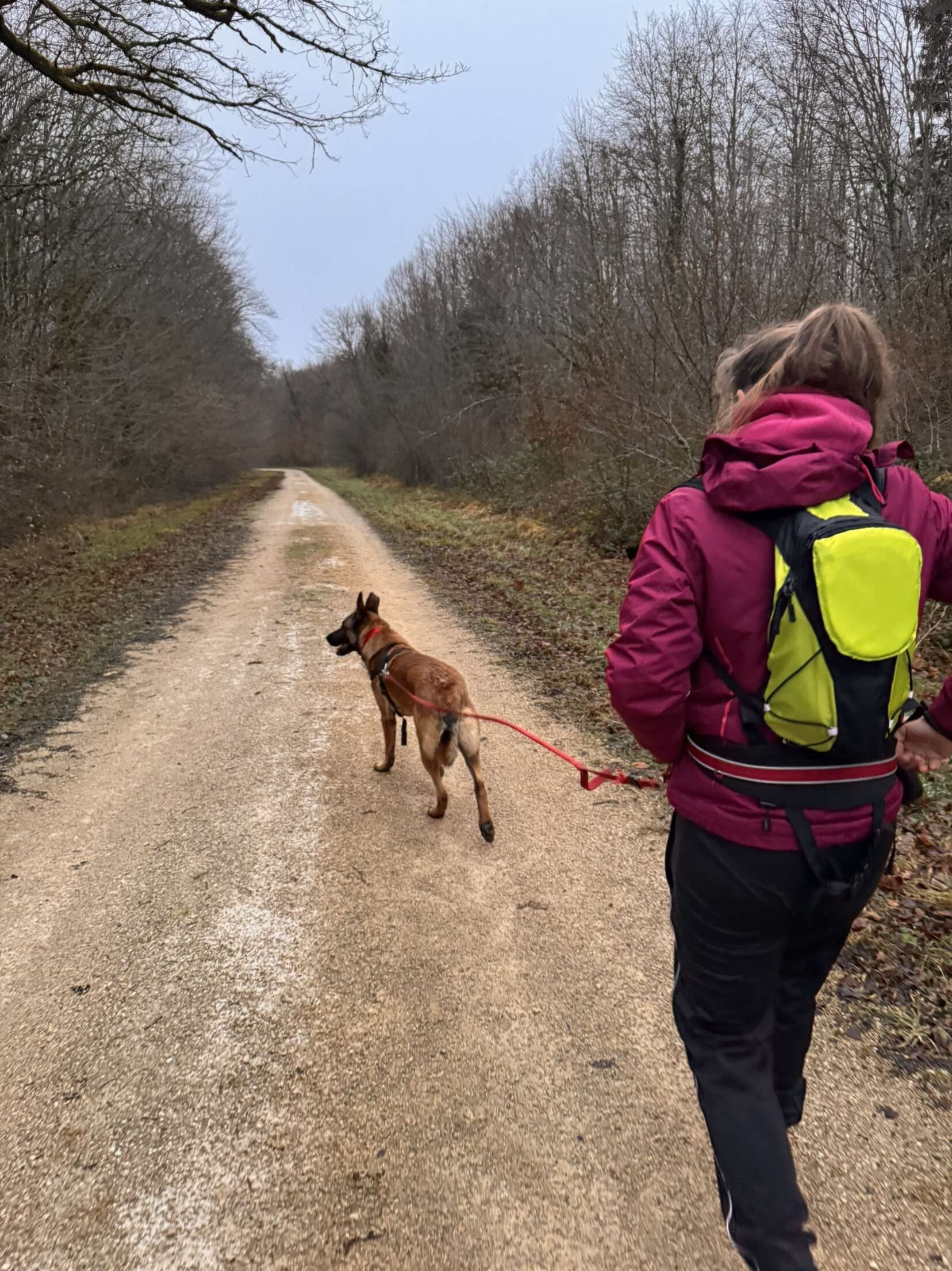 #Promenades de chiens