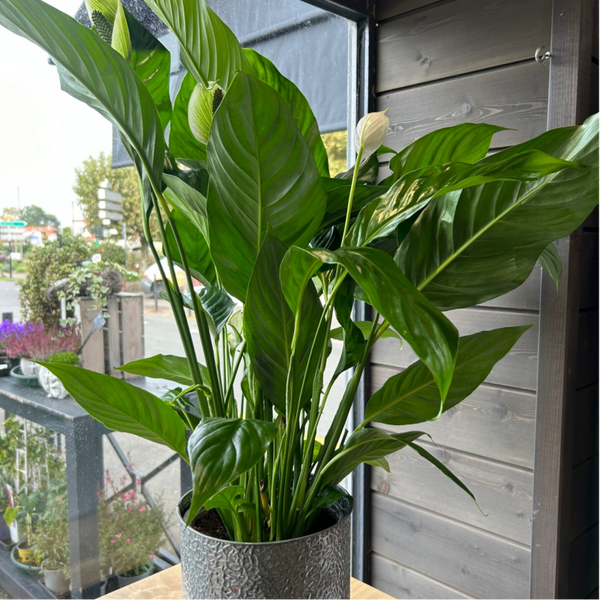 Spathiphyllum