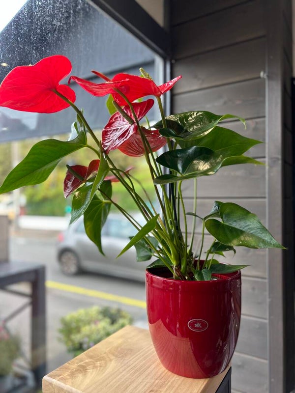 Anthurium Rouge