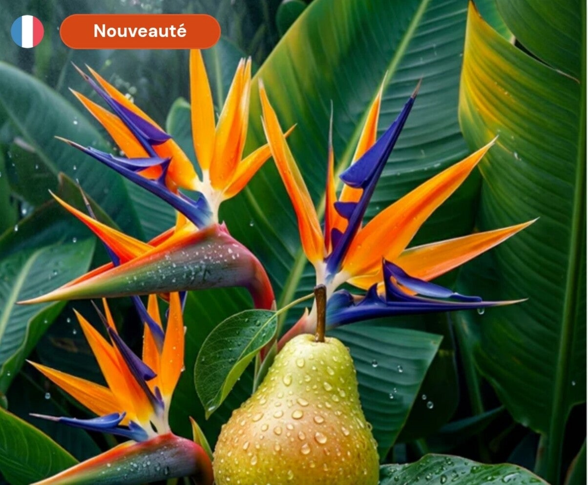 Bougie collection Ambre parfum Oiseau de paradis