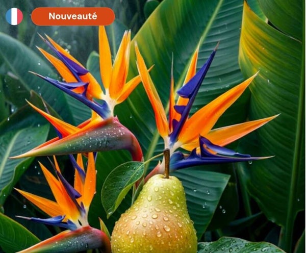 Bougie collection Ambre parfum Oiseau de paradis