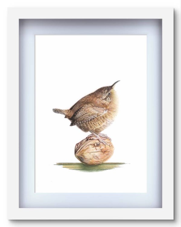 The 'kinglet' wren