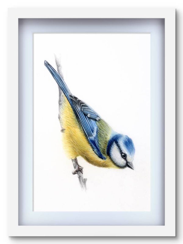 The Attentive Blue Tit