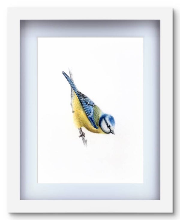 The Eurasian Blue Tit