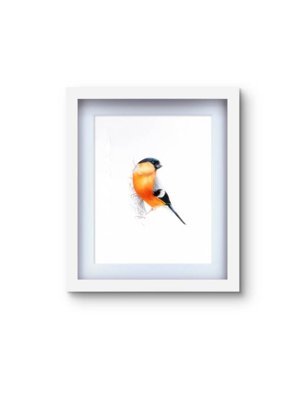 Eurasian bullfinch