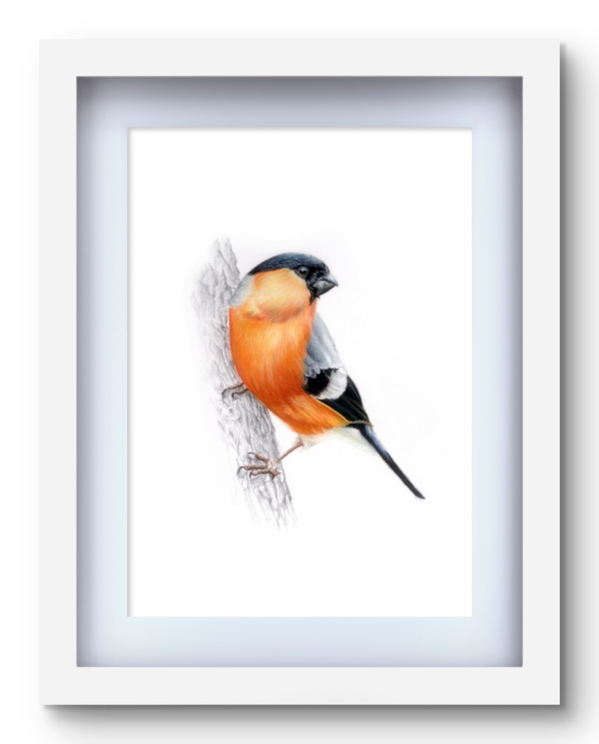 Eurasian bullfinch