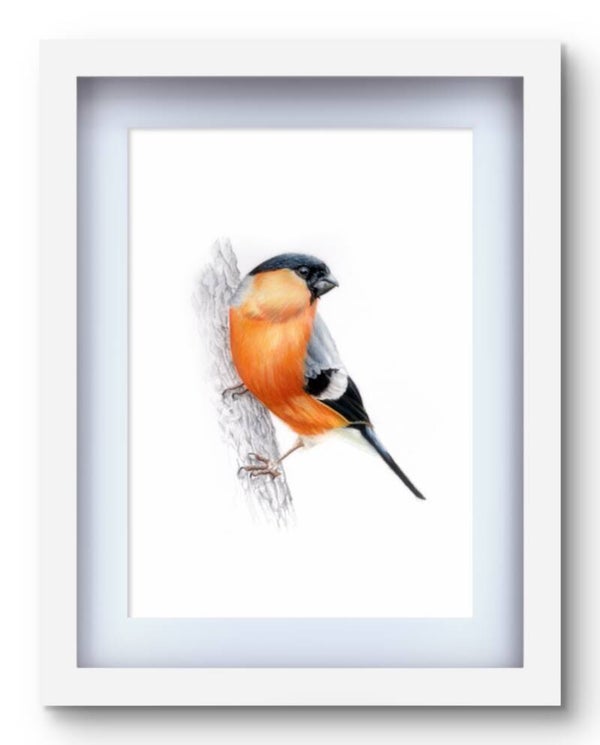 Eurasian Bullfinch