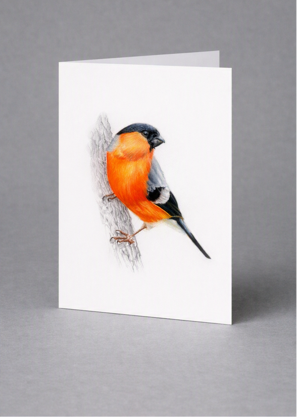 Eurasian bullfinch greeting card.