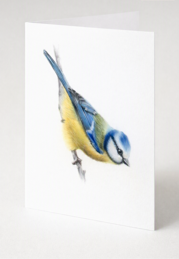 Blue tit greeting card