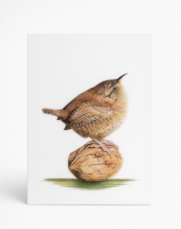 The 'Kinglet' Wren greeting card
