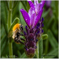 insekten-1-von-10-standard.jpg