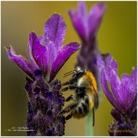 insekten-3-von-10-standard.jpg
