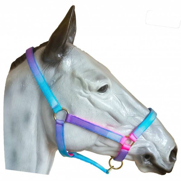 Sheldon Signature Aqua Headcollar