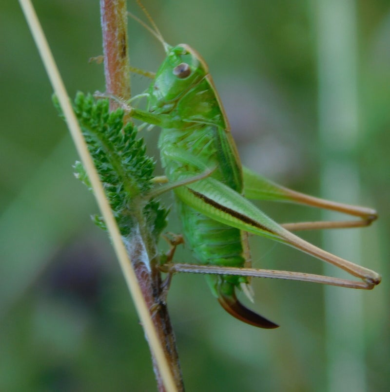 Heuschrecken / Insekten | Entomologie-Schwabe