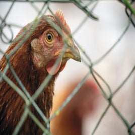 chicken-standard-2js6nb.jpg