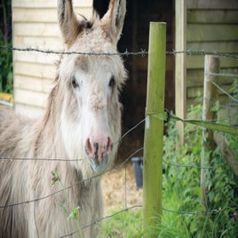 donkey-standard-fc4vsa.jpg