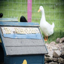 ducks-standard-fp174u.jpg
