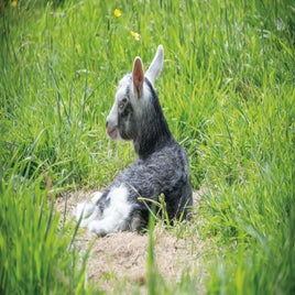 goat-standard-knczjr.jpg