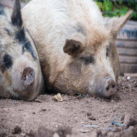 pig-standard-qtitm6.jpg