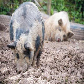 pigs-2-standard-2hbe5d.jpg