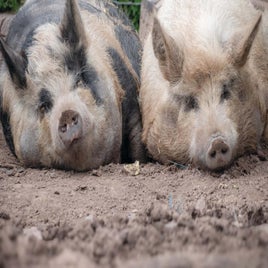pigs-standard-dj5jk4.jpg