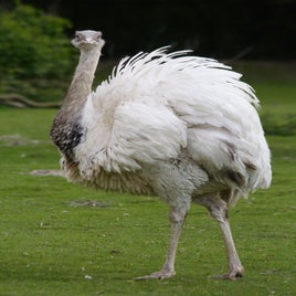 rhea-photo-standard-sfijs0.jpg