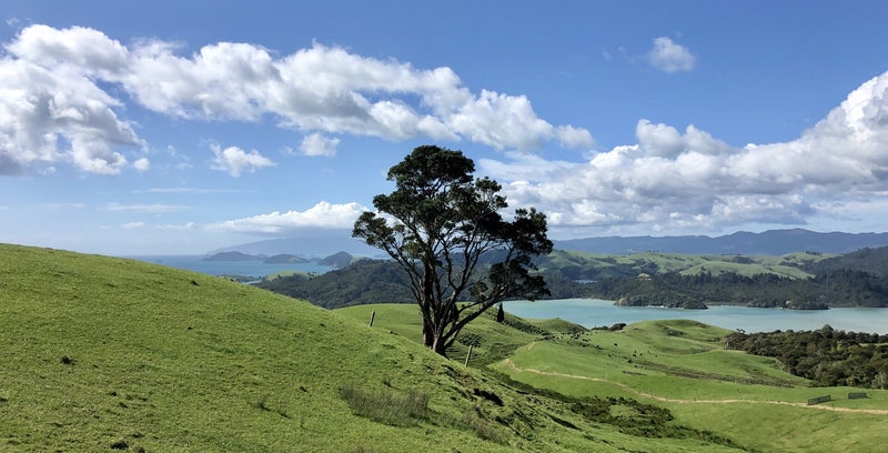 Lonely tree Coromandel peninsula Nieuw Zeeland, DIYNewZealand.com
