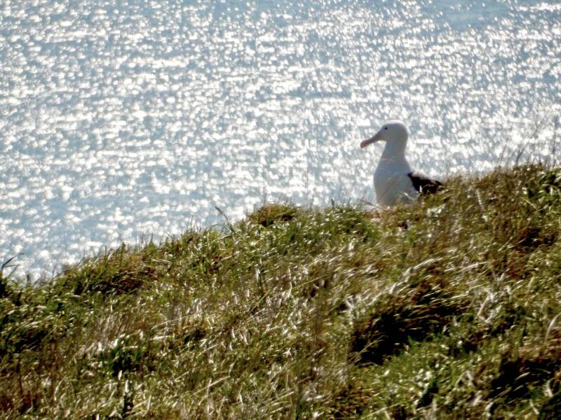Zij aanzicht albatros op Taiaroa Head Otago Peninsula Nieuw Zeeland. DIYNewZealand.com