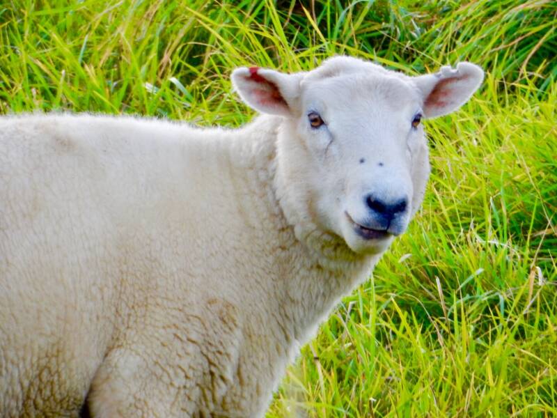 Schaap Nieuw-Zeeland, DIYNewZealand.com