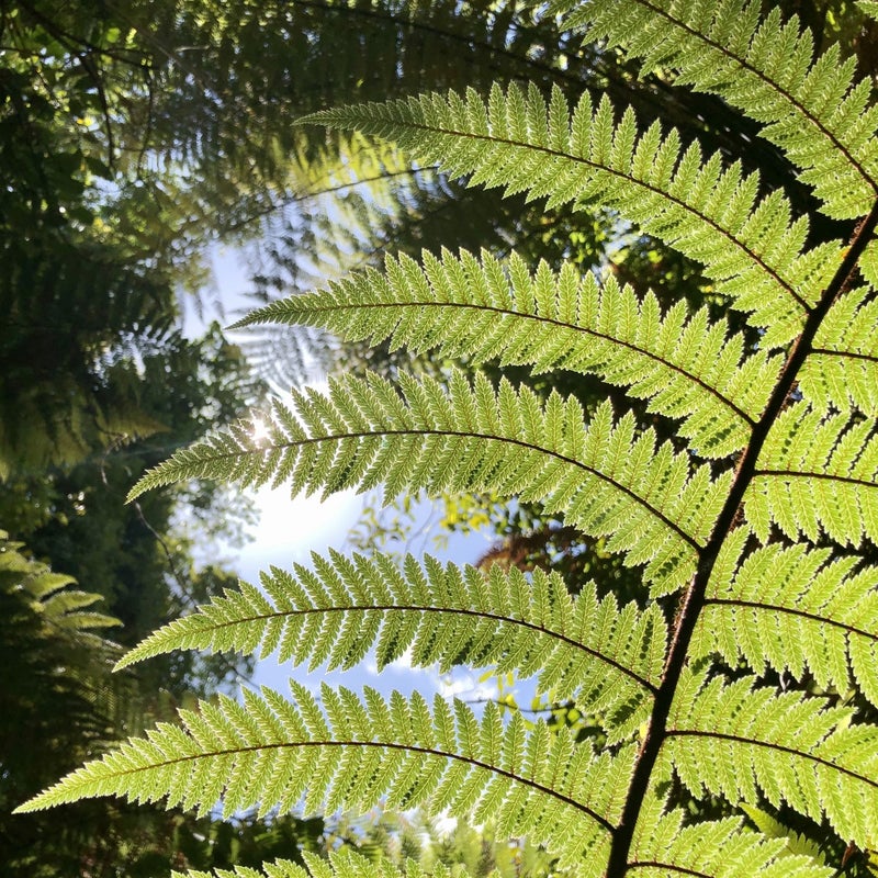 Typische nieuw zeelandse varenblad in Abel Tasman National Park Nieuw Zeeland. DIYNewZealand.com