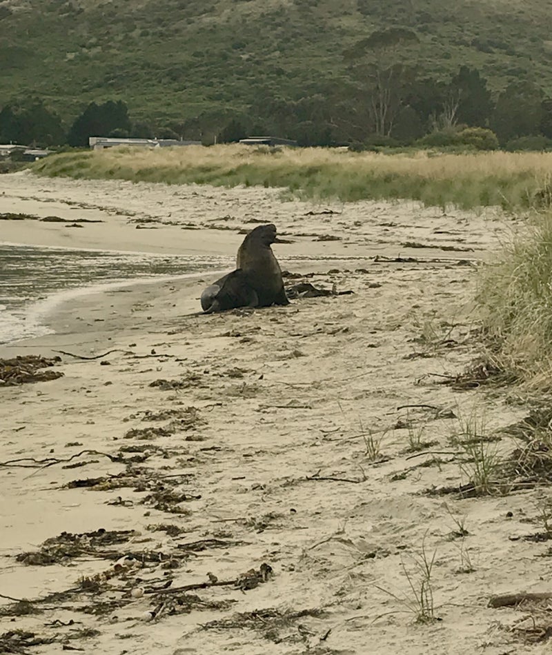 Zeldzame Nieuw Zeelandse zeeleeuw Otago Peninsula Nieuw Zeeland. DIYNewZealand.com