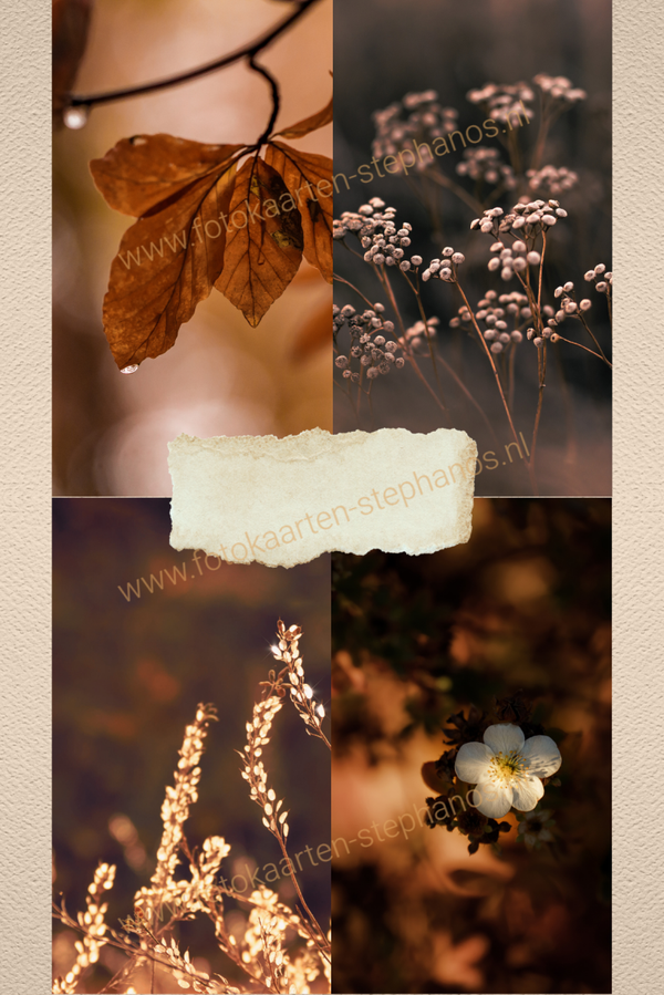 Kerst & Winter - Blanco Winter 01