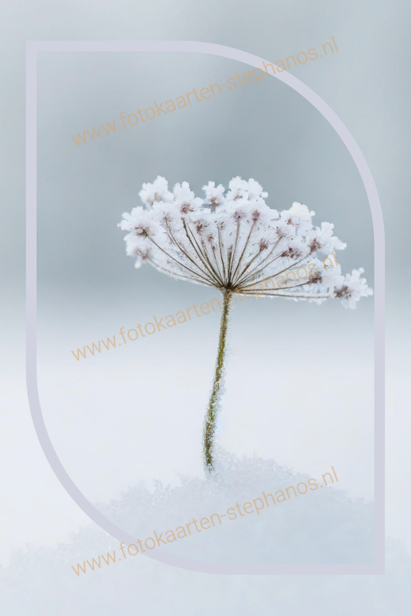 Kerst & Winter - Blanco Winter 02