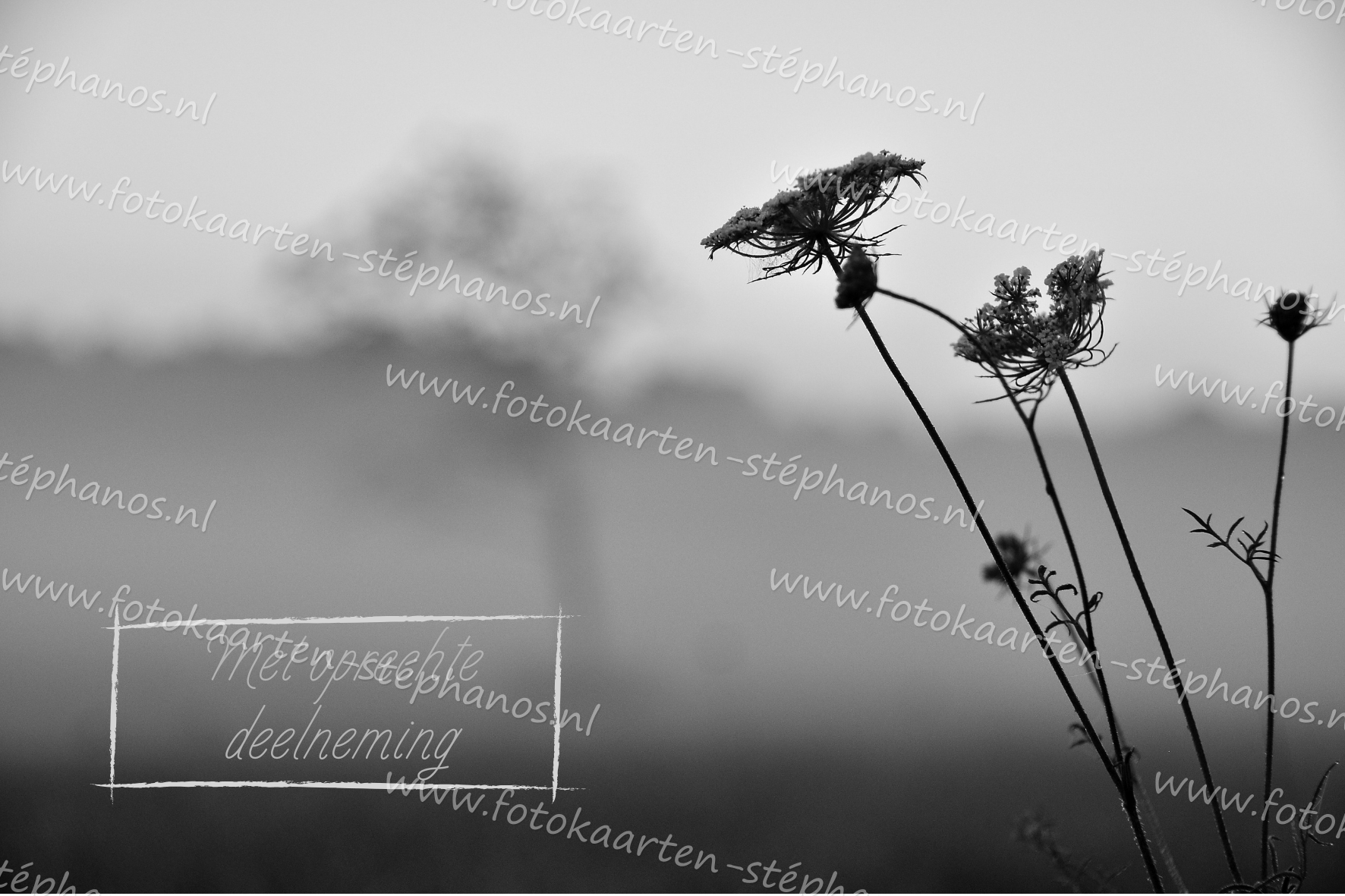 Medeleven - Oprechte deelneming 04