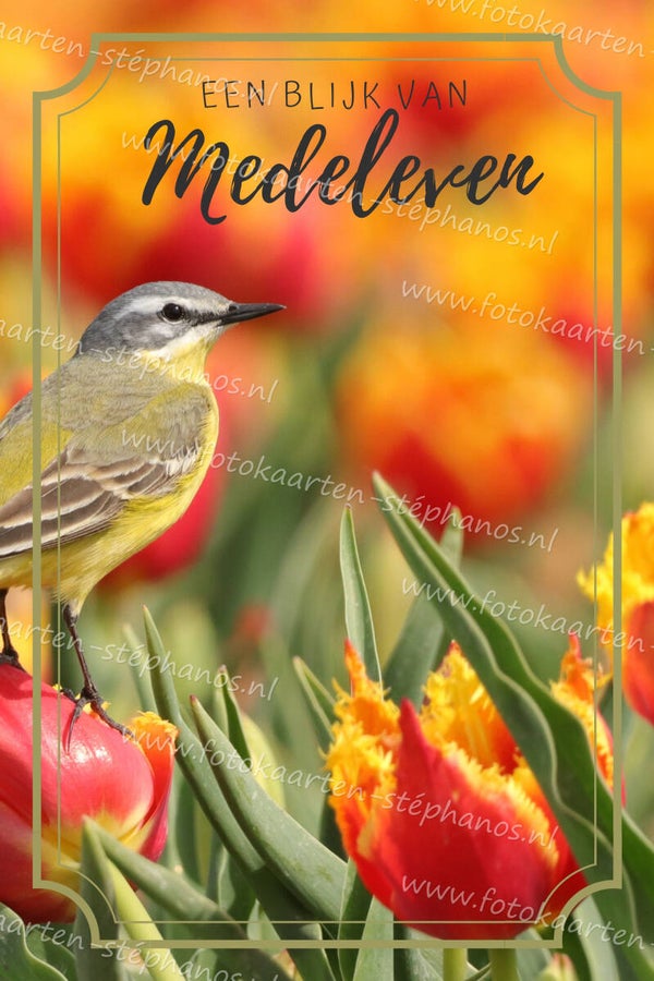 Medeleven - Een blijk van medeleven 05