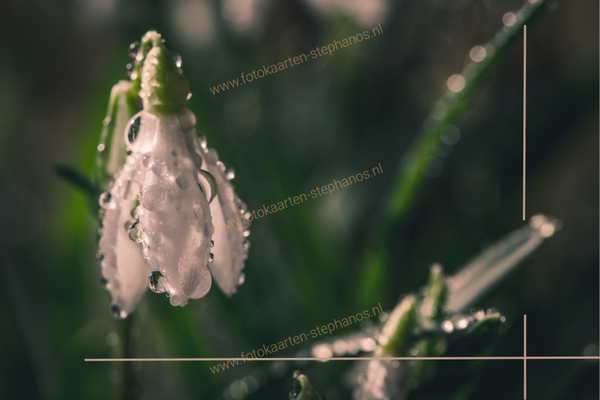 Kerst & Winter - Blanco Winter 11